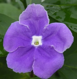 Fragrant Yesterday, Today, and Tomorrow, Brunfelsia australis (tentatively)